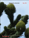 Monkey puzzle tree 
– Araucaria araucana