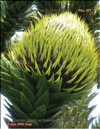 Monkey puzzle tree 
– Araucaria araucana