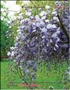 Вистерия китайская – Wisteria chinensis