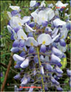 Wisteria chinensis