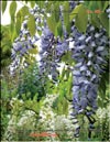 Вистерия китайская – Wisteria chinensis