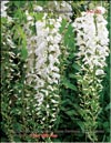 Вистерия китайская – Wisteria chinensis f. Alba