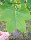 Tulip tree