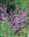 Judas-tree – Cersis siliquastrum