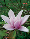 Magnolia «Angel skin»