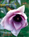 Magnolia «Elvina»