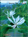 Magnolia «Lotus»