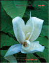 Magnolia «Lotus»