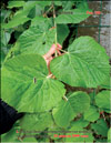 Silver linden-tree  – 
Tilia tomentosa