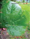 Silver linden-tree – 
Tilia tomentosa