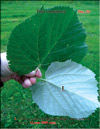 Silver linden-tree – 
Tilia tomentosa