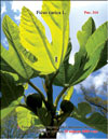 Fig leaves