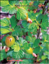 Gooseberries in April