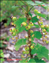 Red currants – 
Ribes vulgare Lam.