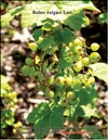 Red currants – 
Ribes vulgare Lam.