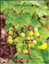 Red currants – 
Ribes vulgare Lam.