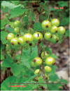 Black currants – Ribes nigrum L.