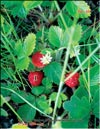 Wild strawberries – 
Fragaria vesca L.