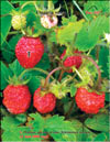 Земляникa лесная – Fragaria vesca L.