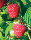 Red raspberries in May