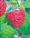 Red raspberries – 
Rubus daeus