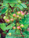 Red currants in May