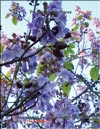 Paulownia Imperialis