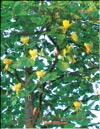 Tulip tree