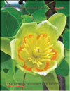 Tulip tree