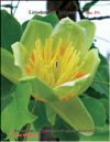 Tulip tree