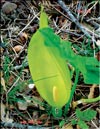 Arum lily 
– Lysichiton camtschatcensis