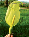 Arum lily 
– Lysichiton camtschatcensis