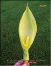 Arum lily 
– Lysichiton camtschatcensis