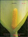 Arum lily 
– Lysichiton camtschatcensis