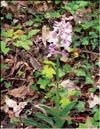 Wild orchids