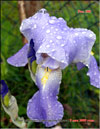 Iris germanica