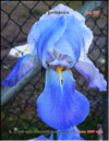 Iris germanica