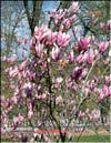 Magnolia «Royal Crown»