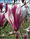 Magnolia «Royal Crown»