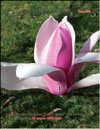 Magnolia «Royal Crown»