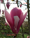 Magnolia «Royal Crown»