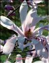 Magnolia «Merill», Rosea