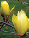 Magnolia «Yellow Bird»