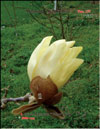 Magnolia «Yellow Bird»