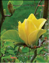 Magnolia «Yellow Bird»