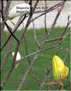 Magnolia «Yellow Bird»