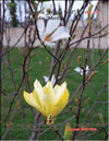 Magnolia «Yellow Bird»