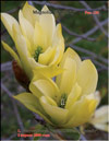 Magnolia «Butterfly»