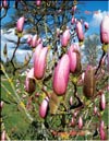 Magnolia Soulangeana «Honey»