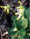 Первоцвет весенний – Primula veris L.